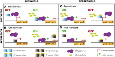 Sensory Systems and Transcriptional Regulation in Escherichia coli